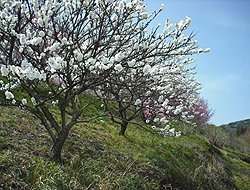 思季うららの風景