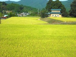 思季うららの風景