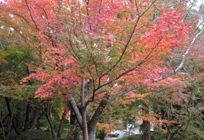 杉村公園の紅葉