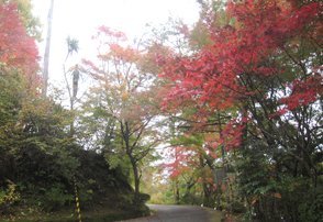 杉村公園の紅葉