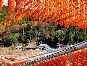 串柿の里　四郷