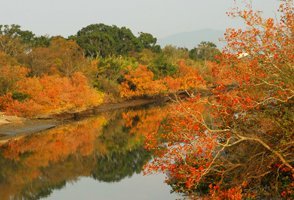 ハマボウの群生地