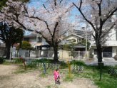 桜の景色01