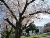 桜の景色03