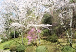 四季折々の草花が楽しめる橋本市にある公園 季節の写真