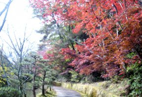 杉村公園の紅葉
