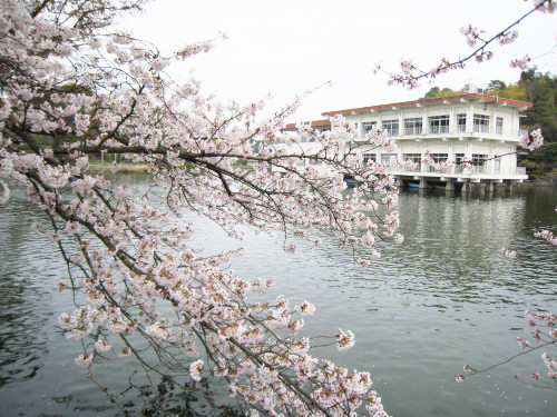 和歌山県和歌山市貴志川町の大池遊園地はカップルやファミリーでボート遊びや散策、桜の時期には花見を楽しむことができます。