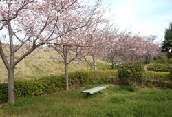 遊具の横には桜の木がたくさんあり、お花見に最高です。