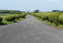 せせらぎ公園を一周できる遊歩道。