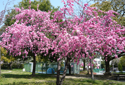 春限定　色鮮やかな桜