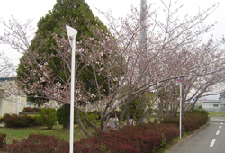 桜の木がたくさんあるので、春にはお花見が楽しめます。