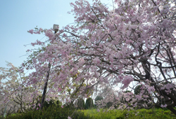 いろんな種類の桜の木があり、春にはお花見ができます。