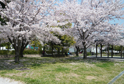 桜のお花見スポットその1