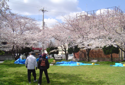 のどかなお花見スポット♪