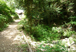 遊歩道は本格的に山登りが楽しめます。