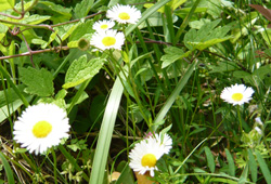 四季折々のお花や植物が楽しめます。