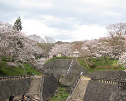 2010年3月31日撮影