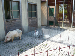 うさぎや犬、鳥やブタなどの動物がいます。