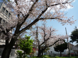 桜の景色02
