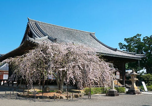 和歌山県下に現存するものでは最古の寺！