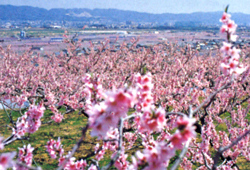 桃山まつり