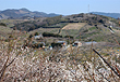 南部梅林