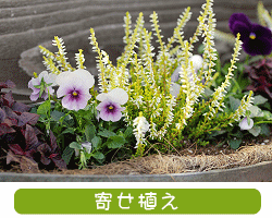 寄せ植えのご相談