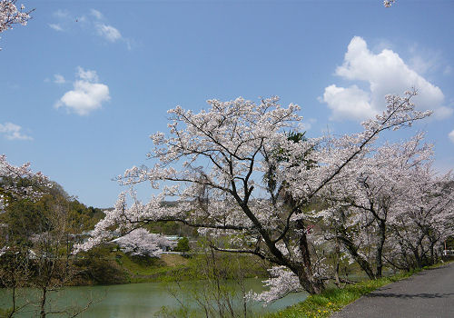ソメイヨシノなどの桜並木が美しい
