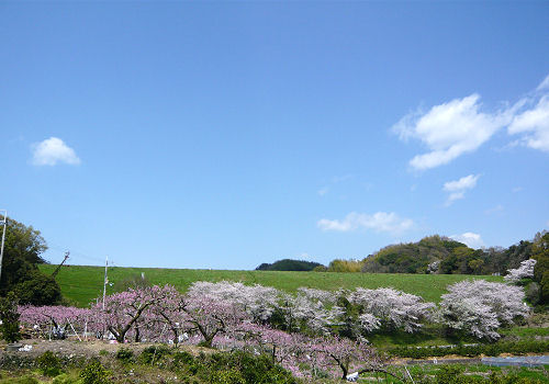 その名のとおり、桜の名所