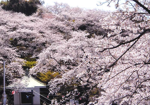 約500平方ｍの敷地内に、数百本の桜が咲き、花見客で賑わう