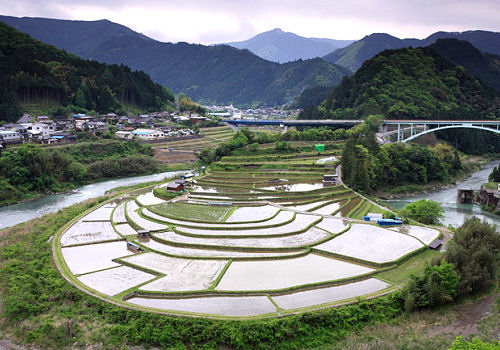 有田川町のシンボルになっている千枚田は、日本棚田百選」にも選ばれています。