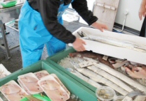 和歌山の魚屋さん